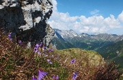 27 Soldanelle con la conca di San Simone da sfondo